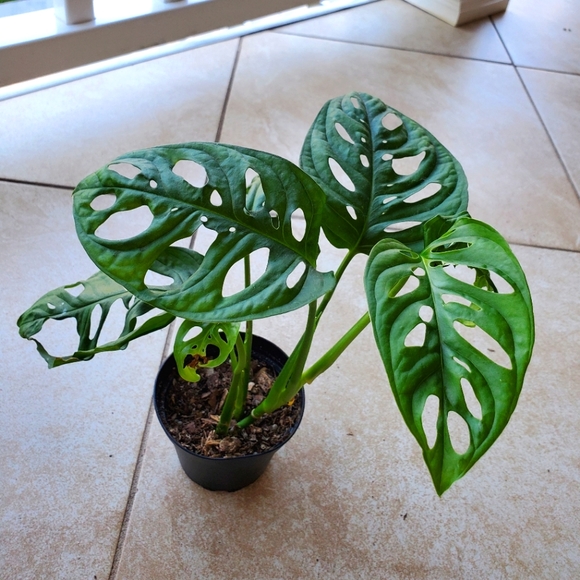 SOLD Monstera Adansonii (DD) | 3" pot - Picture 8 of 9